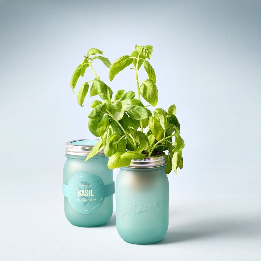 Modern Sprout Basil Hydroponic Grow Kit Dark Green Jar All in One Kit  NEW